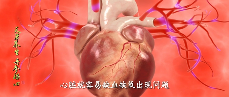 经常胸闷、心痛、心悸的朋友，记得常喝丹参保心茶